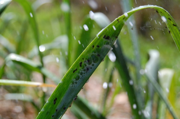 Soap and oil spray on garlic aphids
